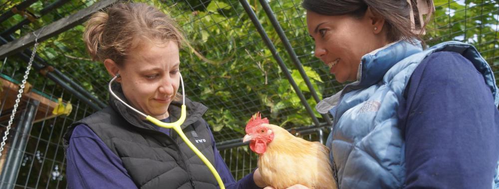 Ashley Patterson examining a chicken with Briana Hamamoto