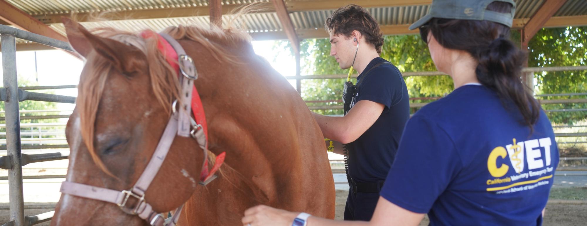 CVET equine handling training