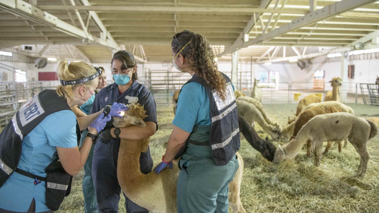 veterinarians examining alpacas