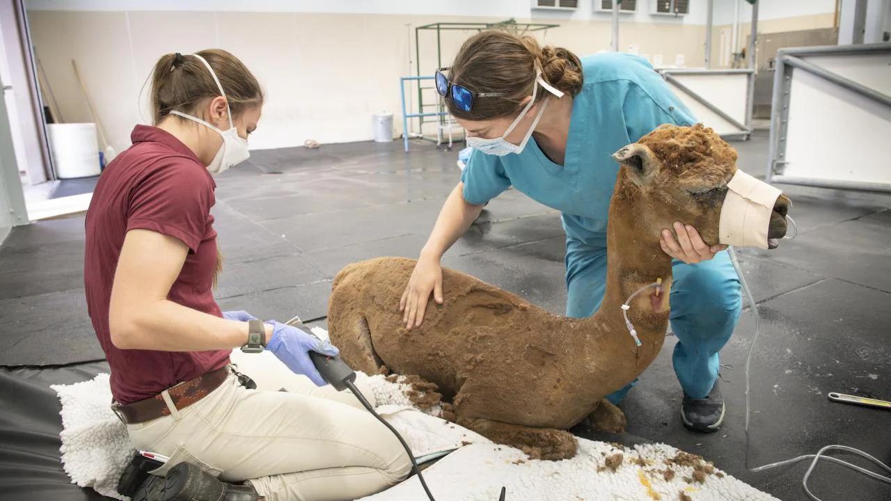 alpaca being treated for burn injuries