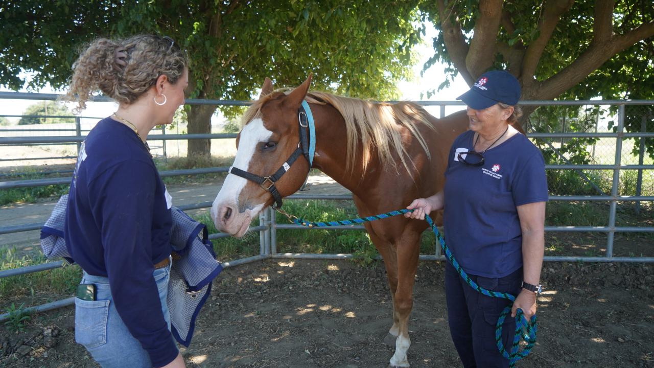 equine handling workshop at center for equine health uc davis