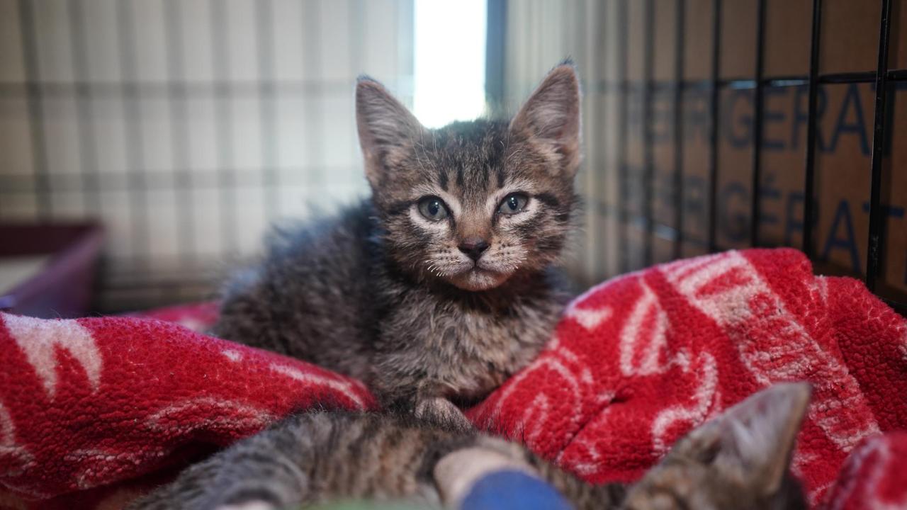 young brown tabby kitten with singed whiskers - Park Fire patient