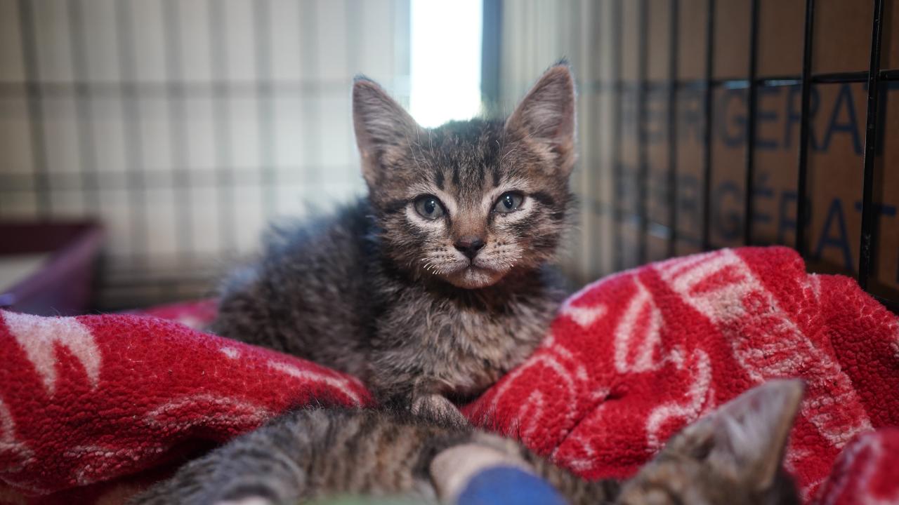 young brown tabby kitten with singed whiskers - Park Fire patient