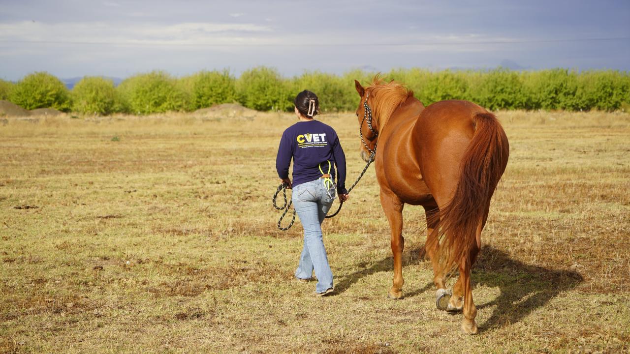 CVET veterinarian Dr. Briana Hamamoto walking with a chestnut horse