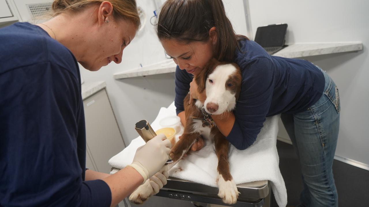 drs briana hamamoto and ashley patterson with a dog patient