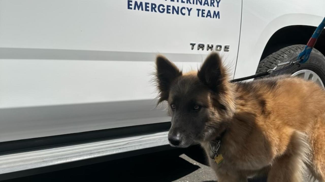 CVET Dog