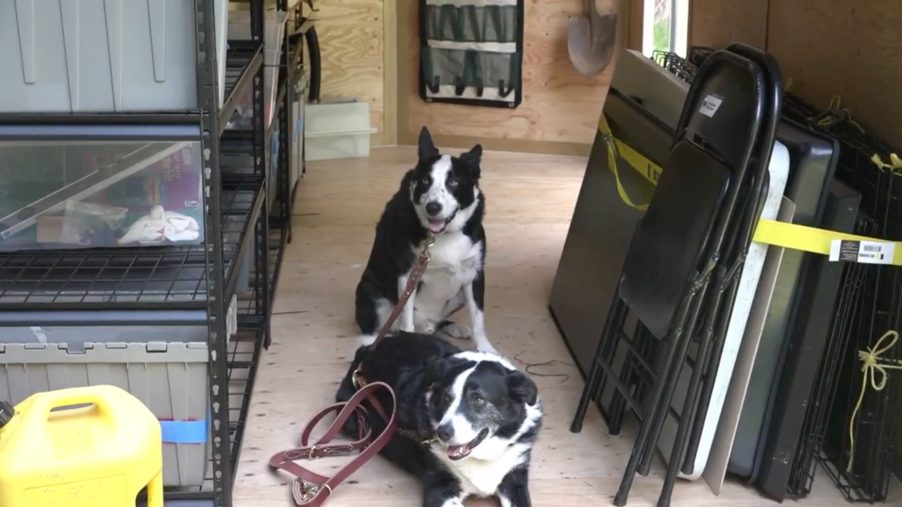 dogs sitting in the new HumCARTs trailer