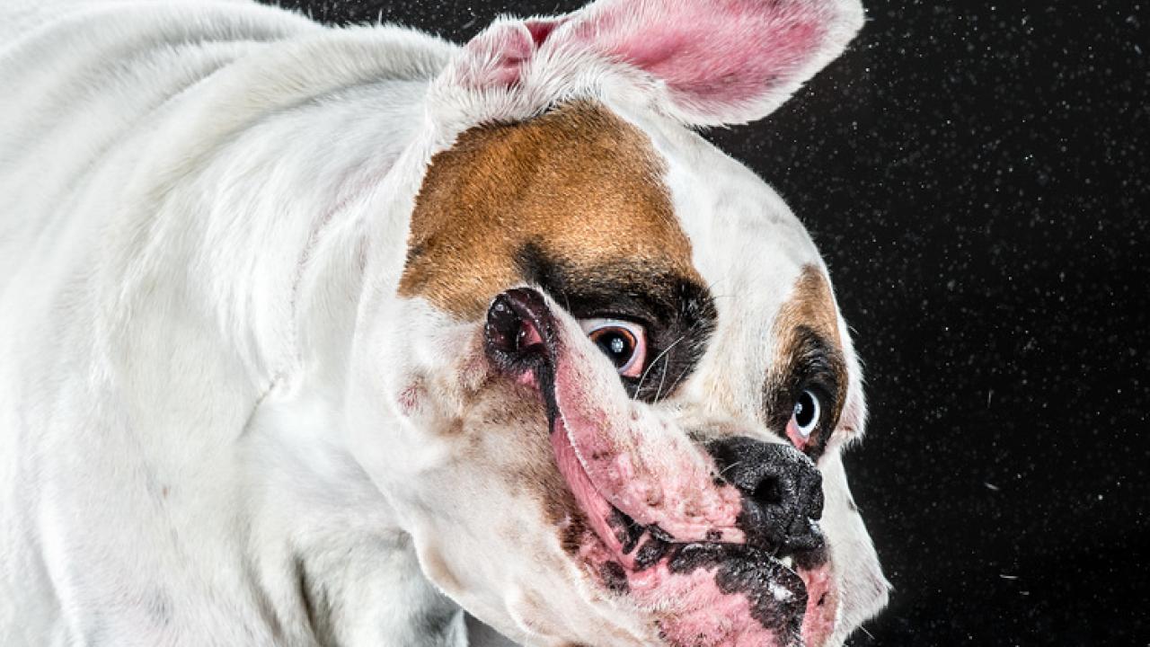 Dog shaking head