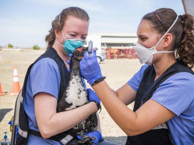 bird exam