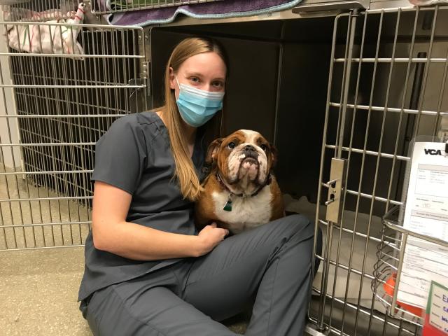 VCA valley oak veterinary center staff and bulldog patient