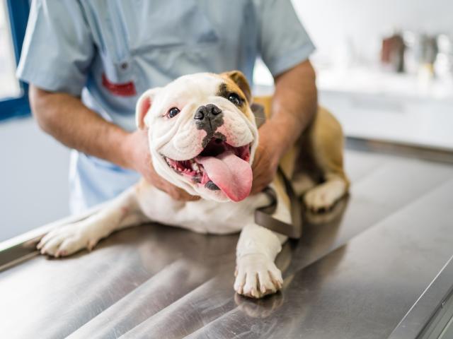 bulldog puppy exam