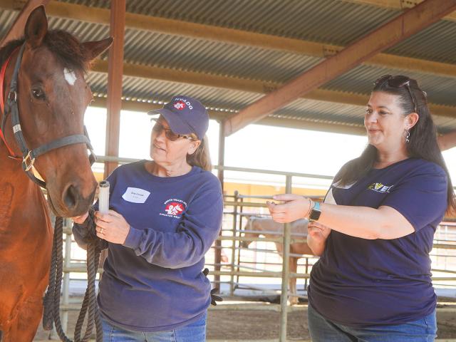 horse handling training session