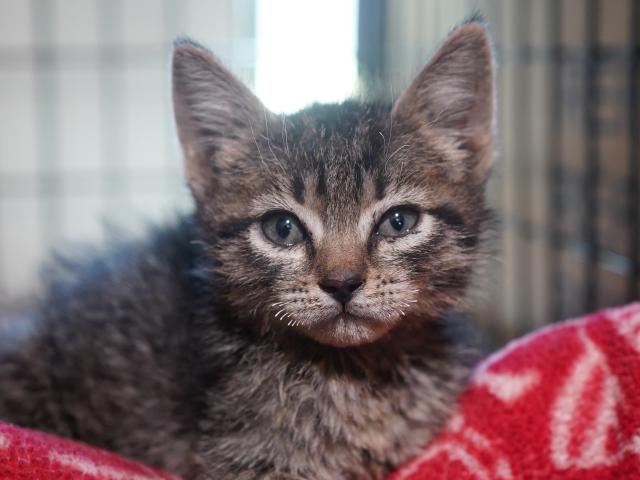brown tabby kitten with singed whiskers