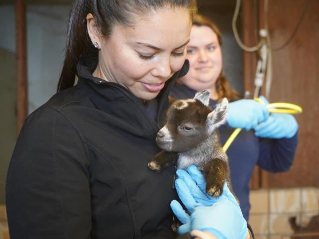 Dr. Briana Hamamoto holding a newborn baby goat