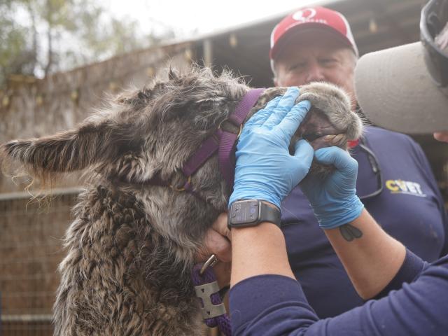 veterinarian examining a llama