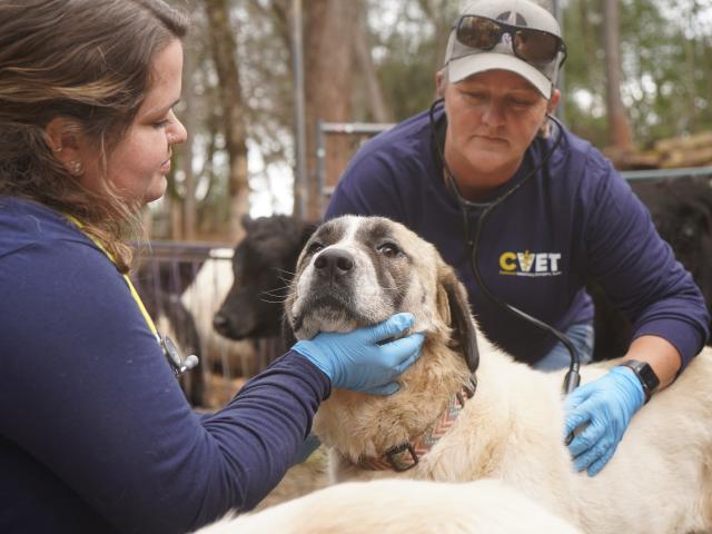 CVET responders examining a livestock guardian dog