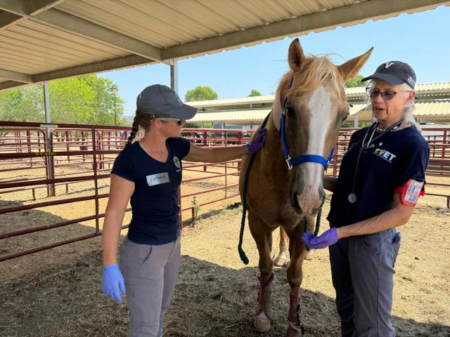 twister the horse with two CVET veterinary responders