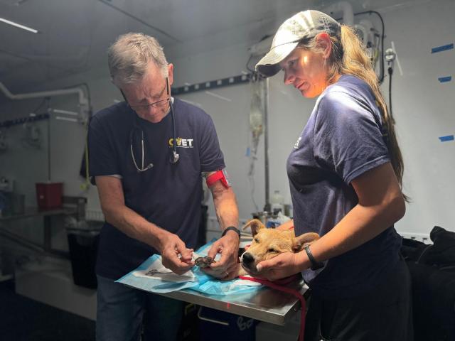 CVET responders treating a burnt puppy