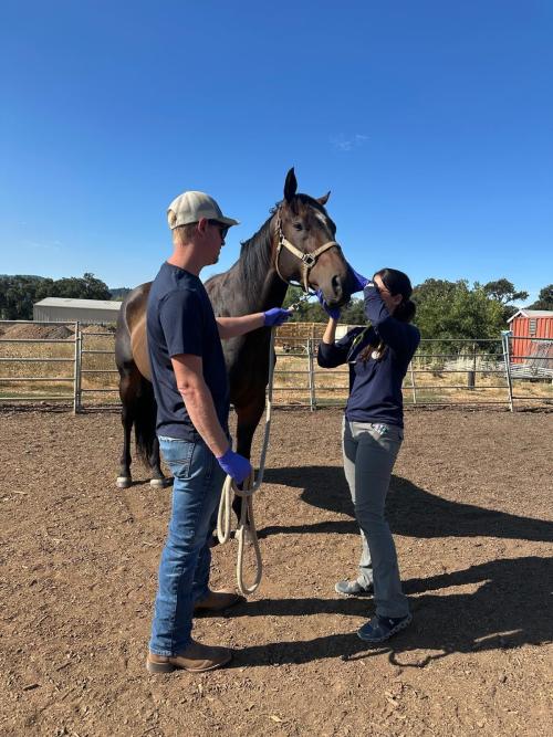 equine veterinary staff and handlers taking blood samples from a horse