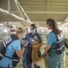 veterinarians examining alpacas