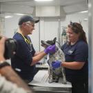 Two smiling vet staff in blue gloves examining a small gray dog on clinic table