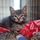 young brown tabby kitten with singed whiskers - Park Fire patient
