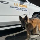 CVET Dog