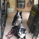 dogs sitting in the new HumCARTs trailer