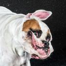 Dog shaking head