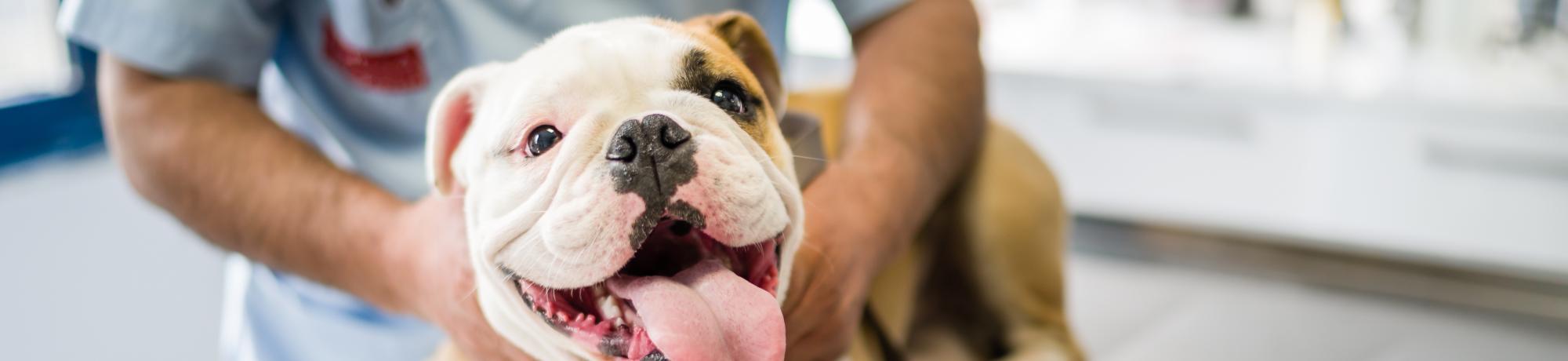 bulldog puppy exam