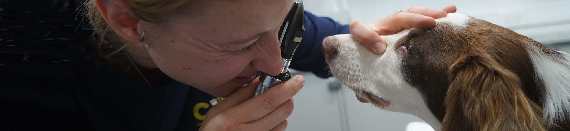 veterinarian Ashley Patterson examining eye of a young border collie