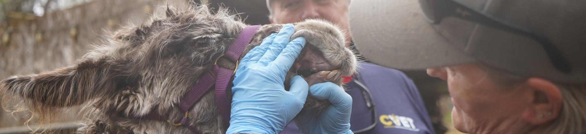 veterinarian examining a llama